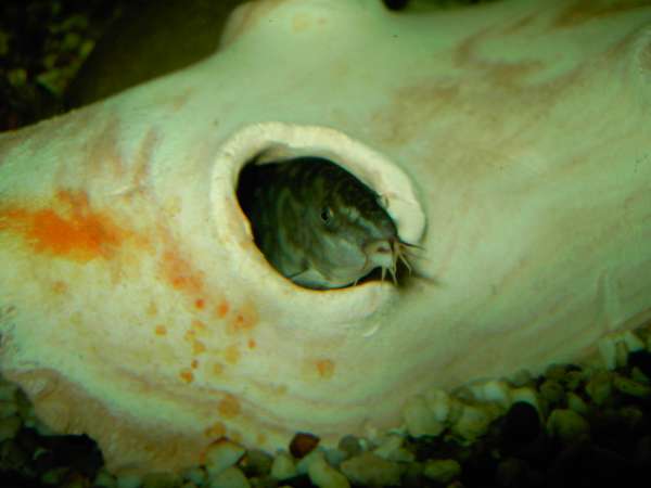 botia lohachata fish