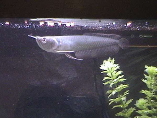Silver Arrowanna fish