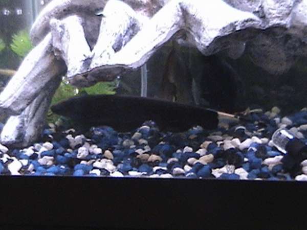 Black Ghost Knife fish