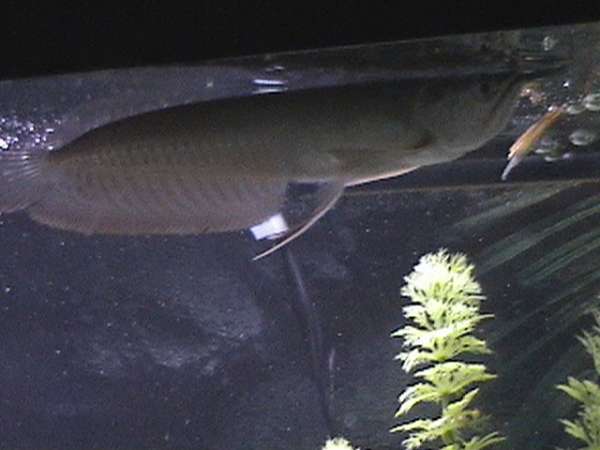 Arrowanna fish