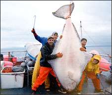 huge halibut fish