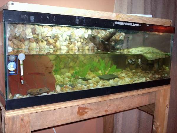 Archerfish-Mudskipper Tank fish