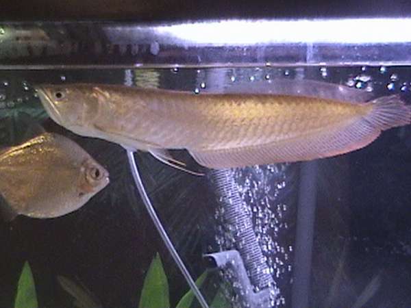 Arrowanna fish