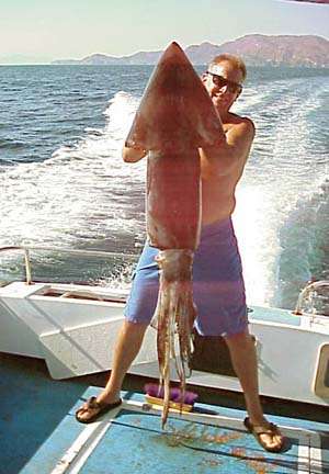 huge arrow squid fish