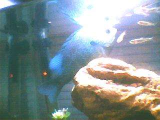My Green Sunfish with European Minnows fish