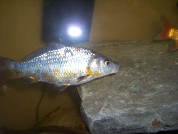 blue koi fish