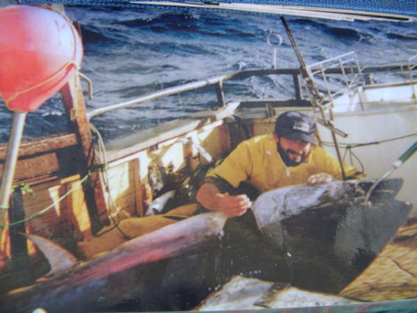 Northern Bluefin Tuna fish