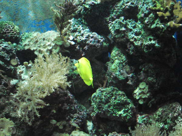 My yellow tang again fish