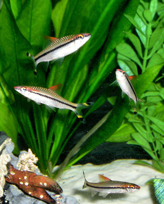 Dance of the Desnison Barbs fish