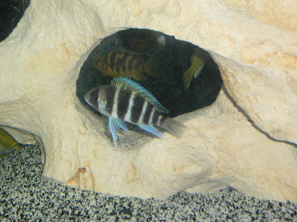 Frontosa Kigoma fish