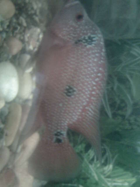 flowerhorn fish fish