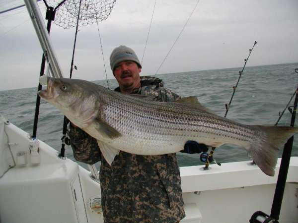 Larger Striper fish