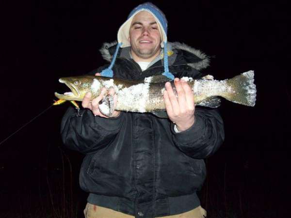 brown trout fish