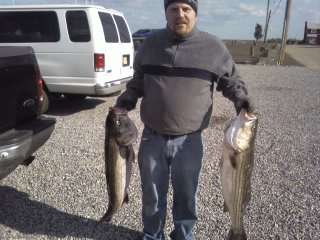 Stripers about 70lbs worth fish