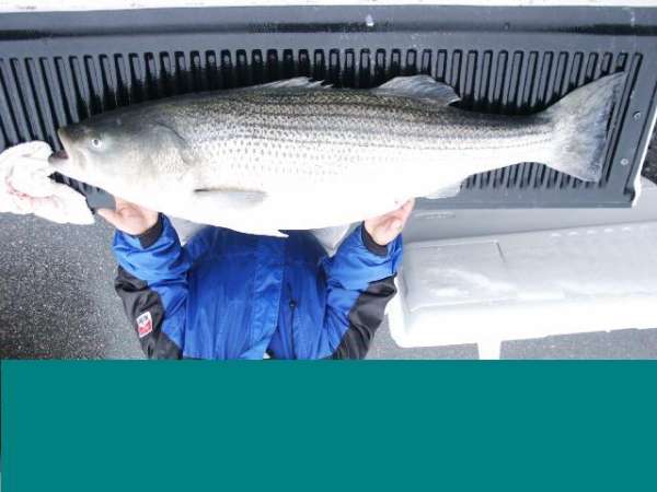 61 lber fish