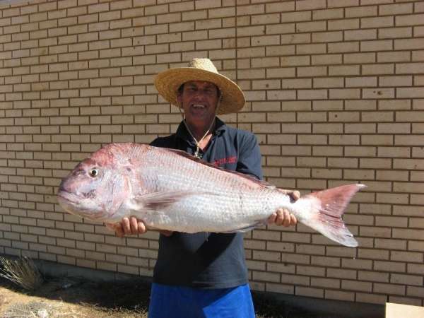 Australian snapper fish