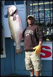 71.6 lb striper fish