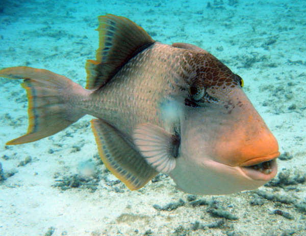 Triggerfish fish