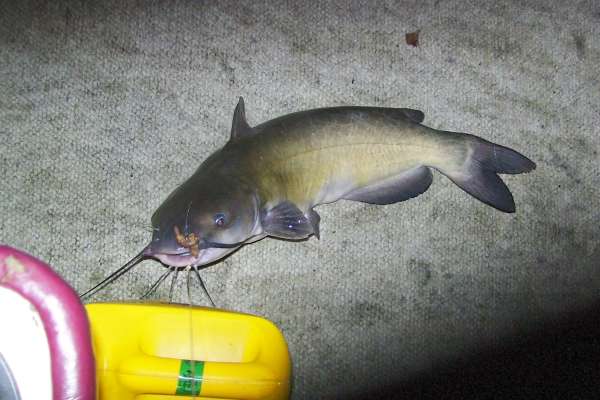 Catfish fish