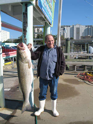 73 lb VA Striper fish