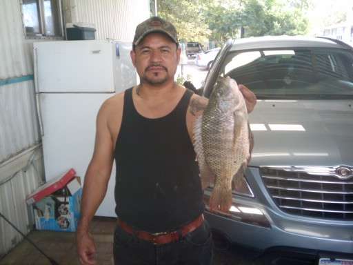15 and 1/2 inches tilapia fish