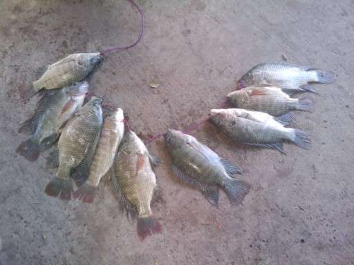 9 big ones fish