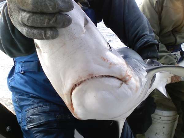 80lbs blue shark tagged and let go!! fish