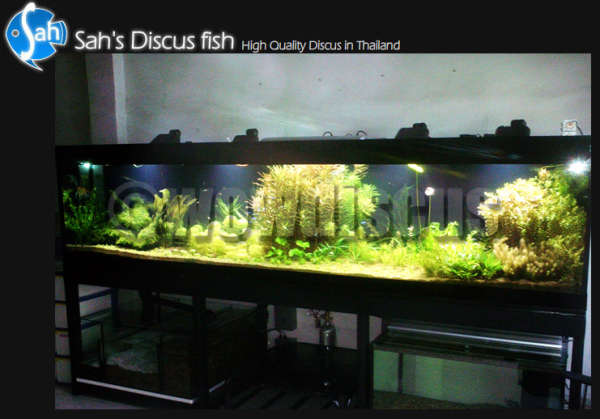 Aquarium Discus fish