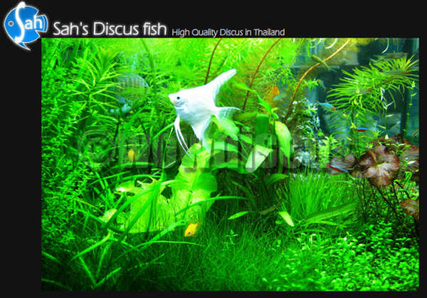 Aquarium Fish fish
