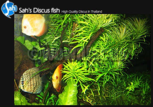 Discus in aquarium fish
