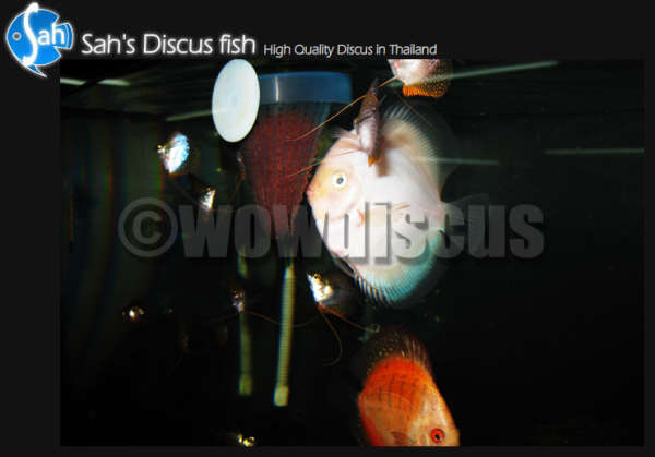 White Discus Eatting fish