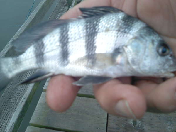 new type of fish for me fish
