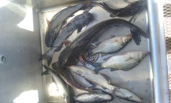 2 Sand bass  and  9 catfish fish