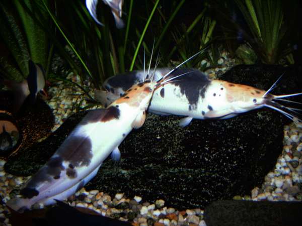 clarias batrachus / walking catfish fish