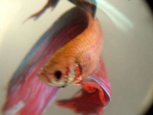 Lloyd the beta fish