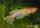 Aliane fish