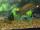 Fisherman120 fish