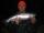 Junebug fish