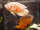 Fisherman120 fish