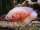 RaiderFan92 fish