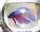 Saltwater Triggers fish