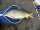 sam webb fish