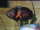 Cichlid Freak fish