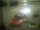 Fisherman120 fish