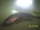 Fisherman120 fish