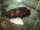 DEWALD fish