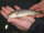 Fisherman120 fish