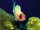 The_Fish_Expert fish