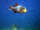 Crash Shark Dummy fish