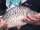 sandral fish
